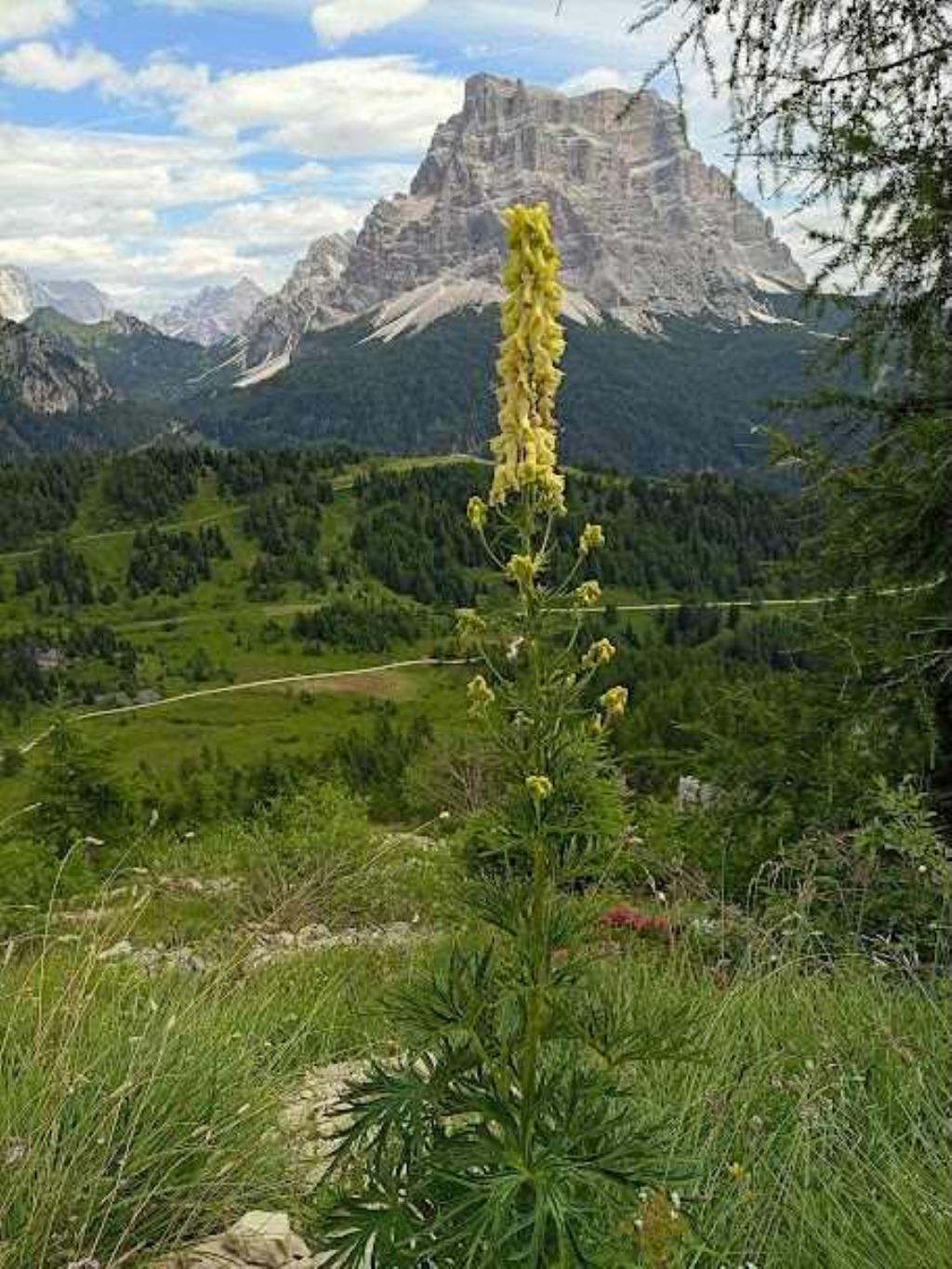 quale Aconitum?